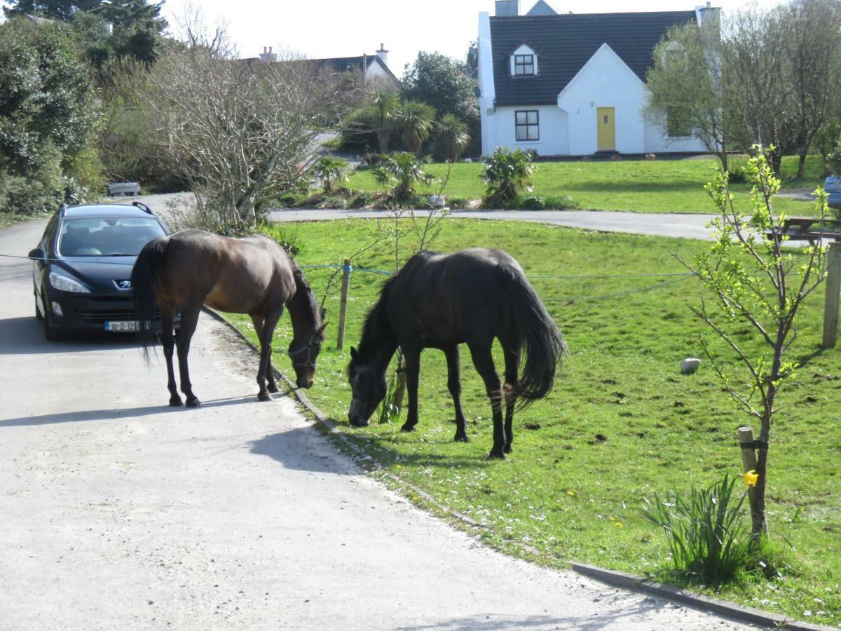 Letterfrack Farmhouse On Equestrian Farm In Letterfrack Beside Connemara National Park Tullywee Bridge Exterior foto